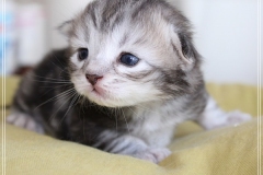 Ginger-Liebeshof-black-classic-silver-tabby-14Tage-alt-Boy-www.sibirische-katzen-hamburg.de-III