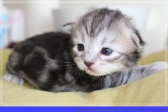 Ginger-Liebeshof-black-classic-silver-tabby-14Tage-alt-Boy-www.sibirische-katzen-hamburg.de_