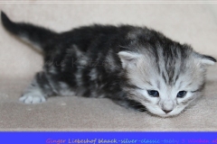 Ginger-Liebeshof-black-classic-silver-tabby-3-Wochen-alt-ww.sibirische-katzen-hamburg.de-I