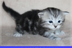 Ginger-Liebeshof-black-classic-silver-tabby-3-Wochen-alt-ww.sibirische-katzen-hamburg.de_