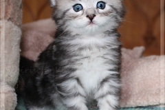 Ginger-Liebeshof-black-classic-silver-tabby-4-Wochen-alt-ww.sibirische-katzen-hamburg.de-I