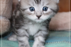 Ginger-Liebeshof-black-classic-silver-tabby-4-Wochen-alt-ww.sibirische-katzen-hamburg.de_