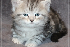 Ginger-Liebeshof-black-classic-silver-tabby-5-Wochen-alt-ww.sibirische-katzen-hamburg.de-I