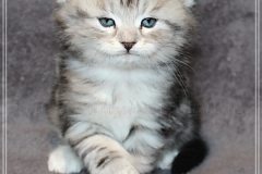 Ginger-Liebeshof-black-classic-silver-tabby-5-Wochen-alt-ww.sibirische-katzen-hamburg.de-II