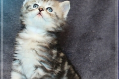 Ginger-Liebeshof-black-classic-silver-tabby-5-Wochen-alt-ww.sibirische-katzen-hamburg.de-III