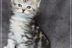 Ginger-Liebeshof-black-classic-silver-tabby-5-Wochen-alt-ww.sibirische-katzen-hamburg.de-IV