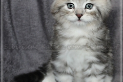 Ginger-Liebeshof-black-classic-silver-tabby-65-Wochen-alt-ww.sibirische-katzen-hamburg.de-I