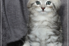 Ginger-Liebeshof-black-classic-silver-tabby-65-Wochen-alt-ww.sibirische-katzen-hamburg.de-II