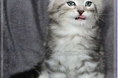 Ginger-Liebeshof-black-classic-silver-tabby-65-Wochen-alt-ww.sibirische-katzen-hamburg.de-III