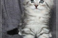 Ginger-Liebeshof-black-classic-silver-tabby-65-Wochen-alt-ww.sibirische-katzen-hamburg.de-IV