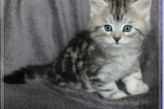 Ginger-Liebeshof-black-classic-silver-tabby-65-Wochen-alt-ww.sibirische-katzen-hamburg.de_