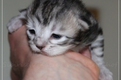 Ginger-Liebeshof-black-silver-golden-classic-tabby-12-Tage-alt.-www.sibirische-katzen-hamburg-1