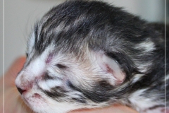 Ginger-Liebeshof-black-silver-golden-classic-tabby-12-Tage-alt.-www.sibirische-katzen-hamburg-2