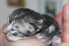 Ginger-Liebeshof-black-silver-golden-classic-tabby-12-Tage-alt.-www.sibirische-katzen-hamburg-3