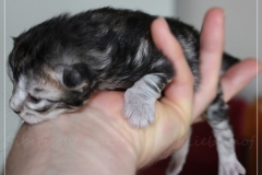 Ginger-Liebeshof-black-silver-golden-classic-tabby-12-Tage-alt.-www.sibirische-katzen-hamburg-4