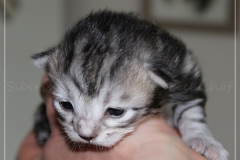 Ginger-Liebeshof-black-silver-golden-classic-tabby-12-Tage-alt.-www.sibirische-katzen-hamburg-5