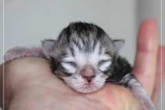 Ginger-Liebeshof-black-silver-golden-classic-tabby-3-Tage-alt.-www.sibirische-katzen-hamburg.de-I