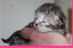 Hazelnut-Liebeshof-black-silver-torbie-10-Tage-alt.-www.sibirische-katzen-hamburg.de-vom-Liebeshof-I
