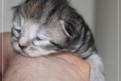 Hazelnut-Liebeshof-black-silver-torbie-10-Tage-alt.-www.sibirische-katzen-hamburg.de-vom-Liebeshof-II