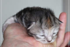 Hazelnut-Liebeshof-black-silver-torbie-10-Tage-alt.-www.sibirische-katzen-hamburg.de-vom-Liebeshof