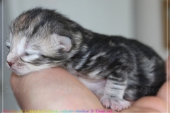Hazelnut-Liebeshof-black-silver-torbie-3-Tage-alt.-www.sibirische-katzen-hamburg.de-vom-Liebeshof-I
