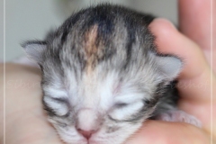 Hazelnut-Liebeshof-black-silver-torbie-3-Tage-alt.-www.sibirische-katzen-hamburg.de-vom-Liebeshof-II