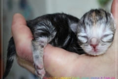 Hazelnut-Liebeshof-black-silver-torbie-3-Tage-alt.-www.sibirische-katzen-hamburg.de-vom-Liebeshof