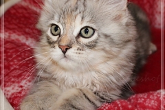 Hazelnut-Liebeshof-black-silver-torbie-classic-11-Wochen-alt.-www.sibirische-katzen-hamburg.de-I