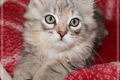Hazelnut-Liebeshof-black-silver-torbie-classic-11-Wochen-alt.-www.sibirische-katzen-hamburg.de-II