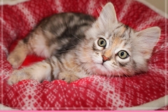 Hazelnut-Liebeshof-black-silver-torbie-classic-11-Wochen-alt.-www.sibirische-katzen-hamburg.de-III
