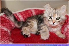 Hazelnut-Liebeshof-black-silver-torbie-classic-11-Wochen-alt.-www.sibirische-katzen-hamburg.de_
