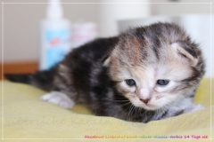 Hazelnut-Liebeshof-black-silver-torbie-classic-14-Tage-alt.-www.sibirische-katzen-hamburg.de-vom-Liebeshof-I