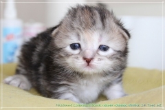 Hazelnut-Liebeshof-black-silver-torbie-classic-14-Tage-alt.-www.sibirische-katzen-hamburg.de-vom-Liebeshof-II
