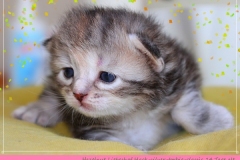 Hazelnut-Liebeshof-black-silver-torbie-classic-14-Tage-alt.-www.sibirische-katzen-hamburg.de-vom-Liebeshof-III