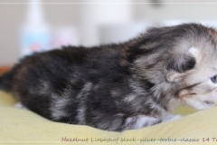Hazelnut-Liebeshof-black-silver-torbie-classic-14-Tage-alt.-www.sibirische-katzen-hamburg.de-vom-Liebeshof