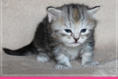Hazelnut-Liebeshof-black-silver-torbie-classic-3-Wochen-alt.-www.sibirische-katzen-hamburg.de-vom-Liebeshof-I