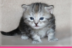 Hazelnut-Liebeshof-black-silver-torbie-classic-3-Wochen-alt.-www.sibirische-katzen-hamburg.de-vom-Liebeshof-II