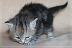 Hazelnut-Liebeshof-black-silver-torbie-classic-3-Wochen-alt.-www.sibirische-katzen-hamburg.de-vom-Liebeshof-III