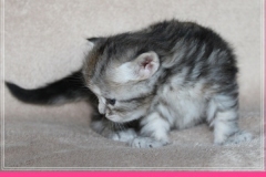 Hazelnut-Liebeshof-black-silver-torbie-classic-3-Wochen-alt.-www.sibirische-katzen-hamburg.de-vom-Liebeshof