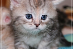 Hazelnut-Liebeshof-black-silver-torbie-classic-4-Wochen-alt.-www.sibirische-katzen-hamburg.de-vom-Liebeshof-I