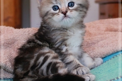 Hazelnut-Liebeshof-black-silver-torbie-classic-4-Wochen-alt.-www.sibirische-katzen-hamburg.de-vom-Liebeshof-II