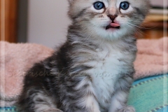 Hazelnut-Liebeshof-black-silver-torbie-classic-4-Wochen-alt.-www.sibirische-katzen-hamburg.de-vom-Liebeshof-III
