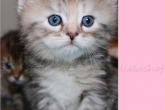 Hazelnut-Liebeshof-black-silver-torbie-classic-4-Wochen-alt.-www.sibirische-katzen-hamburg.de-vom-Liebeshof