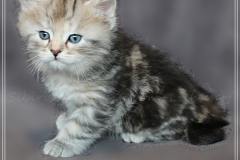 Hazelnut-Liebeshof-black-silver-torbie-classic-5-Wochen-alt.-www.sibirische-katzen-hamburg.de-vom-Liebeshof-I