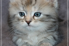 Hazelnut-Liebeshof-black-silver-torbie-classic-5-Wochen-alt.-www.sibirische-katzen-hamburg.de-vom-Liebeshof-III