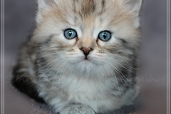 Hazelnut-Liebeshof-black-silver-torbie-classic-5-Wochen-alt.-www.sibirische-katzen-hamburg.de-vom-Liebeshof-IV