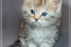 Hazelnut-Liebeshof-black-silver-torbie-classic-5-Wochen-alt.-www.sibirische-katzen-hamburg.de-vom-Liebeshof