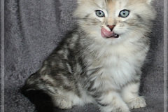 Hazelnut-Liebeshof-black-silver-torbie-classic-65-Wochen-alt.-www.sibirische-katzen-hamburg.de-vom-Liebeshof-II