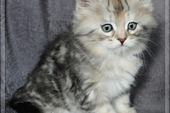 Hazelnut-Liebeshof-black-silver-torbie-classic-65-Wochen-alt.-www.sibirische-katzen-hamburg.de-vom-Liebeshof-III