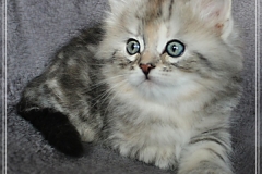 Hazelnut-Liebeshof-black-silver-torbie-classic-65-Wochen-alt.-www.sibirische-katzen-hamburg.de-vom-Liebeshof-IV